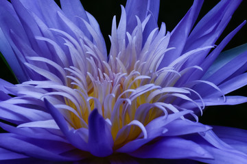 Obraz premium closeup of a purple tropical water lily