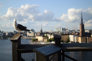 seagull