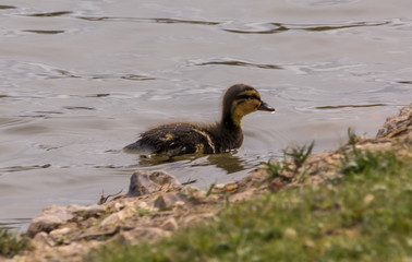 canari