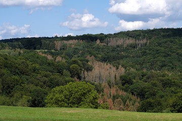 Mischwald mit abgestorbenen Nadelbäumen im Westerwald im August 2019 - Stockfoto