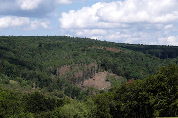 Abgeholztes Waldgebiet mit vertrockneten Bäumen im Nassauer Land im Westerwald - Stockfoto