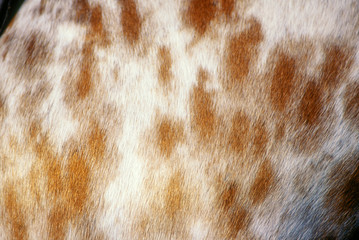 Appaloosa horse leopard pattern coat detail