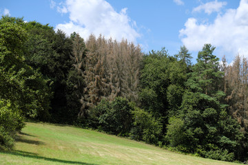 Fototapeta na wymiar Mischwald mit abgestorbenen Nadelbäumen im Westerwald im August 2019 - Stockfoto