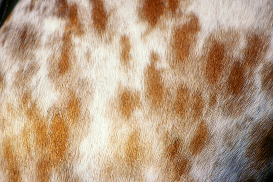 Appaloosa horse leopard pattern coat detail