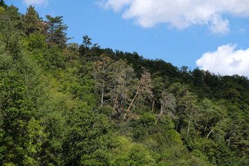 Fototapeta na wymiar Vertrocknete Laubbäume im Lahntal im Westerwald im August 2019 - Stockfoto