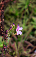 Small purple flower carnivorous plant in the botanical garden