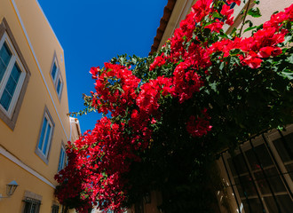 Small alleyway in Cascais, Portugal with bougainvillea flowers