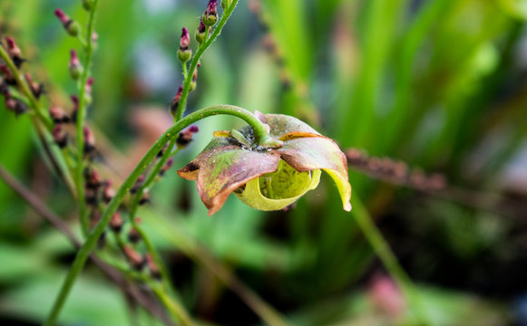 Close up carnivorous plant flower common pitcher plant in the botanical garden