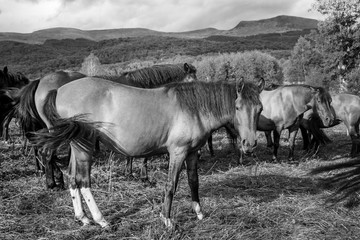 Mountain horses Haculski Poland Bieszczady © Piotr