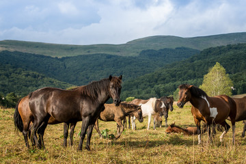 Fototapeta na wymiar Mountain horses Haculski Poland Bieszczady