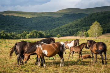 Mountain horses Haculski Poland Bieszczady © Piotr