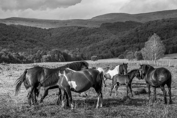 Mountain horses Haculski Poland Bieszczady © Piotr