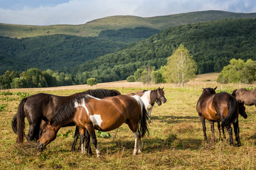 Mountain horses Haculski Poland Bieszczady