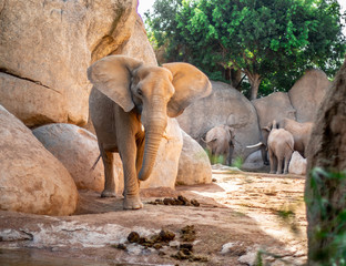 Obraz premium African elephants walks near the rock.