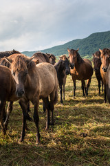 Mountain horses Haculski Poland Bieszczady © Piotr