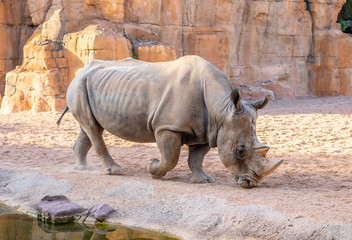 Obraz premium Rhinoceros walk scene. Rhino portrait. Rhinoceros rhino. Rhinoceros rhino portrait