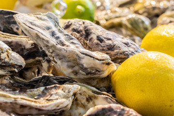Oysters and lemon on ice. Seafood on the market.