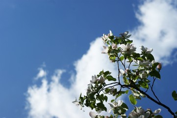 Natural sun flare with blue clouds sky and green leaves