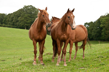 Naklejka na ściany i meble Chestnut horses standing together stock photo