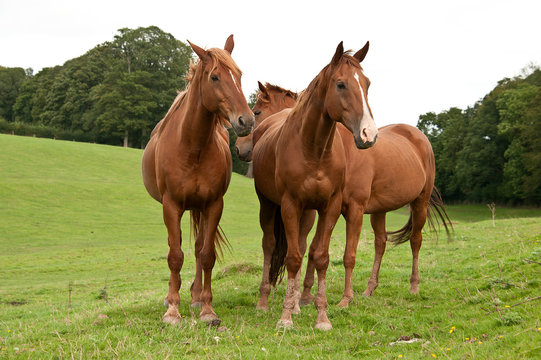 Chestnut horses standing together stock photo