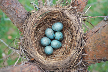 Eggs of a wild bird thrush lying in the nest on the ptine tree