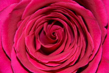 the background of the large Central part of a Bud of a red rose