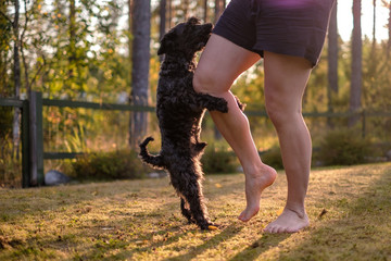 dog humping or mounting on owner leg.