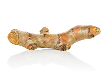 One whole fresh bright turmeric rhizome isolated on white background