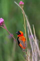 Single Red-Bishop sitting the stem of a purple wildflower and grass
