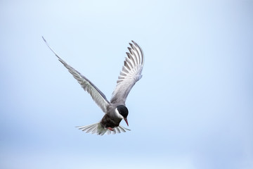 Whiskered tern in flight landing on branch with wings spread