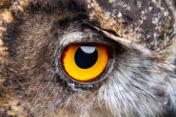 Fototapeta Birds of Prey - Eurasian Eagle Owl obraz