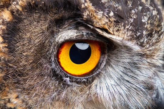 Birds Of Prey - Eurasian Eagle Owl