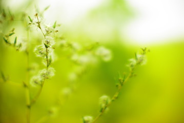  wildflowers and plants on a blurred background 