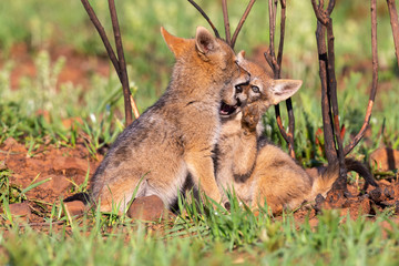 Two Black Backed Jackal puppies play in short green grass to develop skills