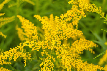 Bright yellow wildflowers on the field
