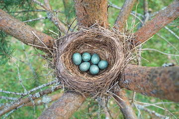 Eggs of a wild bird thrush lying in the nest on the ptine tree
