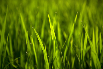 Rice on field. Green leaves background