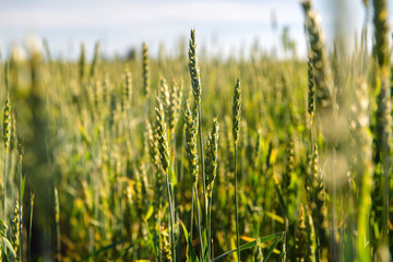 Wheat field and countryside scenery