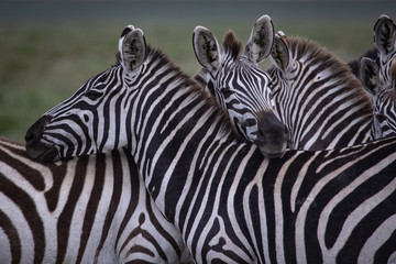 Fototapeta na wymiar Zebras together