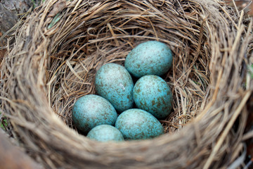 Eggs of a wild bird thrush lying in the nest on the ptine tree
