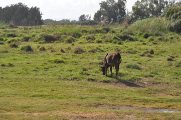 The beautiful Animal Cow in the natural environment