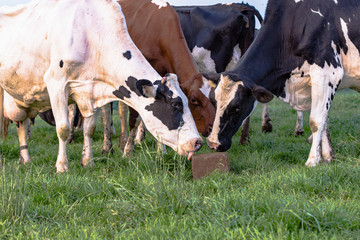 Dairy cows licking on a mineral block