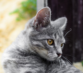 Gray kitten on a light and dark background