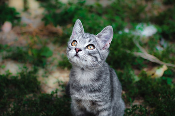 Naklejka na ściany i meble Gray kitten looks up on a green grass background