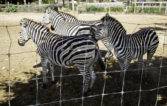 Wild Zebra caged