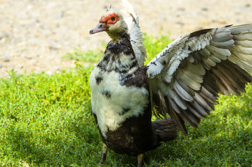 Duck trying to take off spreading its wings