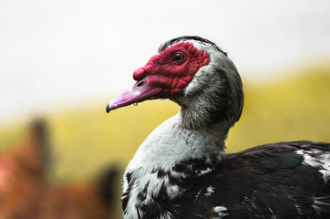 Portrait of an adult duck