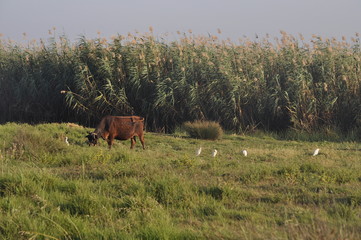 The beautiful Animal Cow in the natural environment