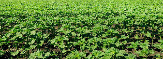 Field with young shoots of sunflower. Beautiful background.