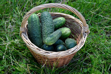 Cucumbers green fresh are in the basket.The basket is on green grass.